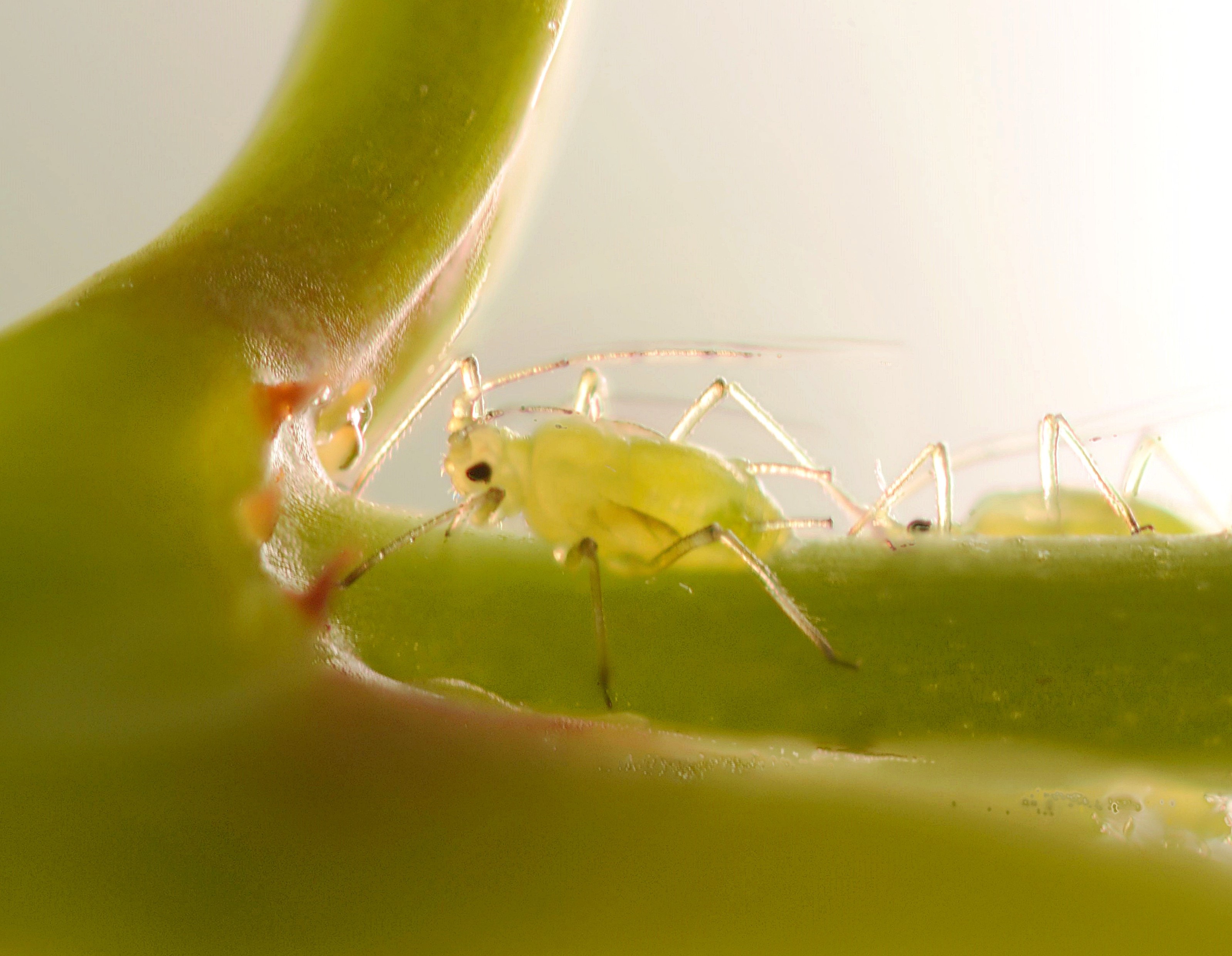 La difesa dalle malattie e dai parassiti delle piante ornamentali