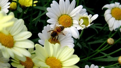 DAISIES