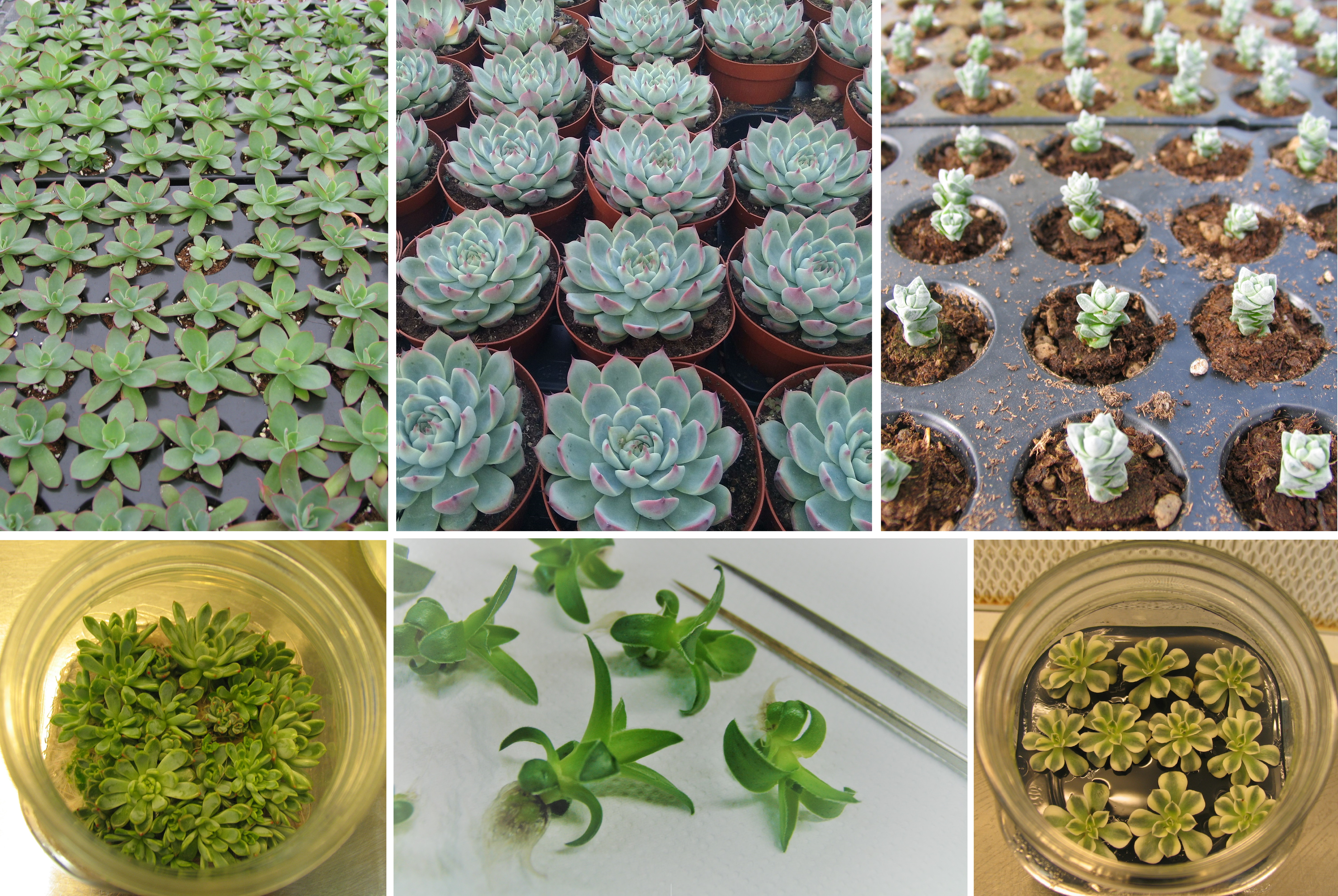 SUCCULENT PLANTS