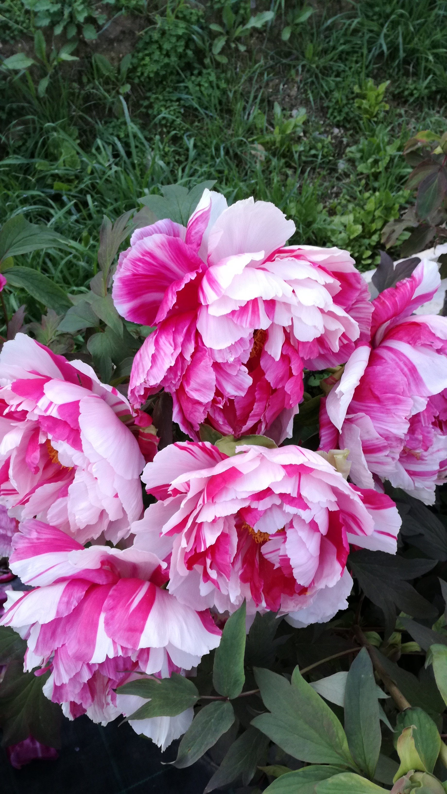 Promotion and development of the peony throughout the Ligurian territory