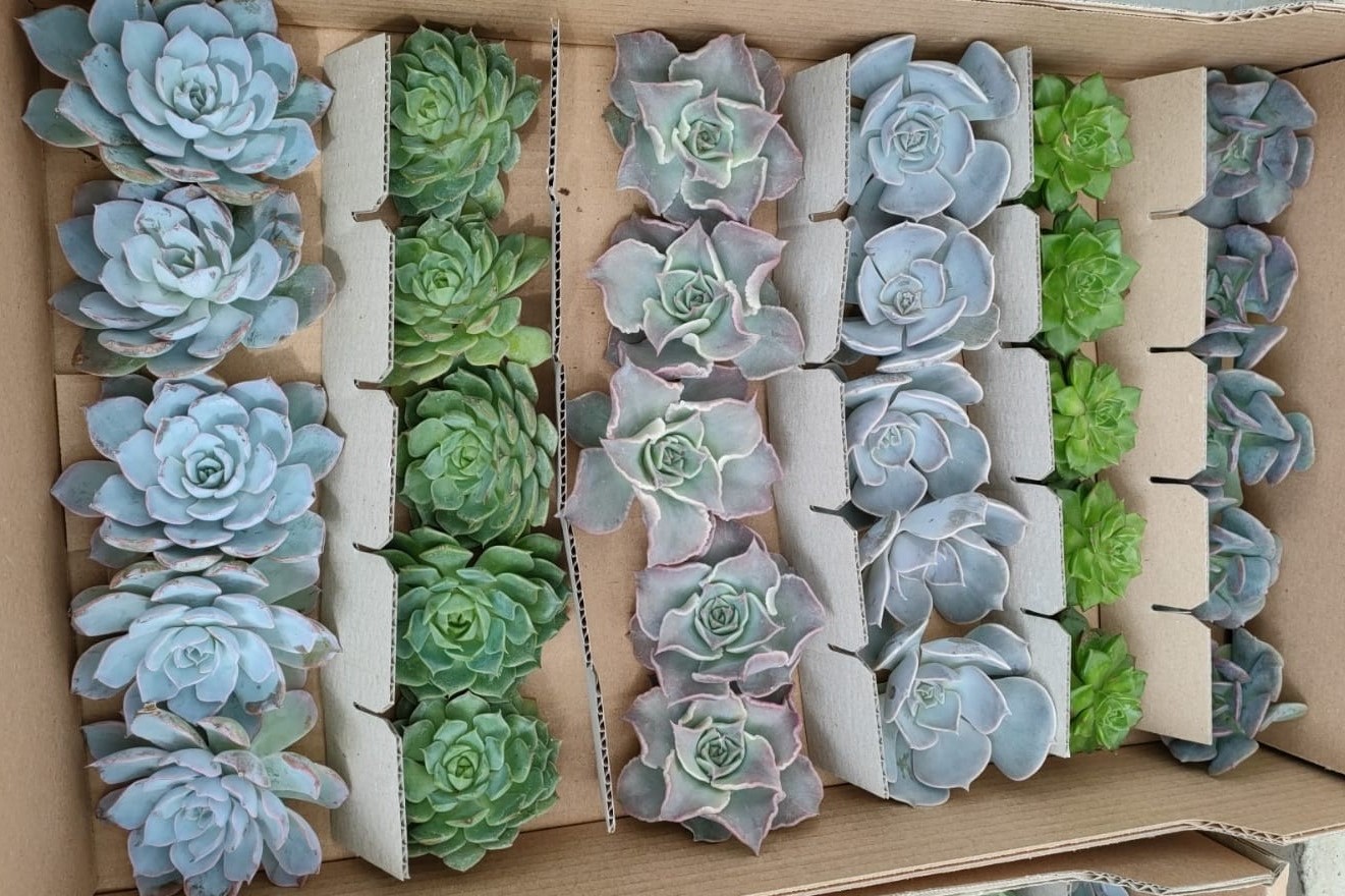Evento finale  Progetto INSULI - Piante succulente